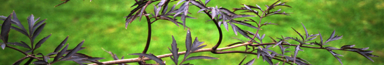 foliage