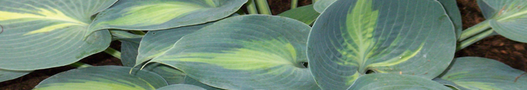 hostas